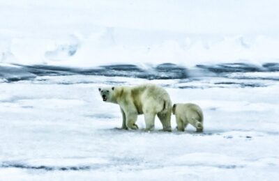 Paradox Arctic – Urșii polari Svalbard, mai grași, dar gheața dispare