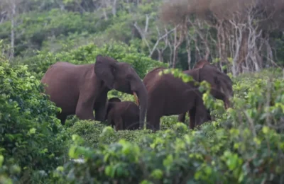 Milionar american, 75 ani, ucis de elefanți în Gabon. Vâna trofee