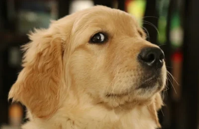 Rasa de caini care a detronat Labradorul dupa 31 de ani. Ce ascunde noul favorit al Americii